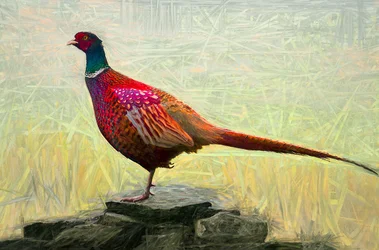 Angenehmer Fasan, 2018